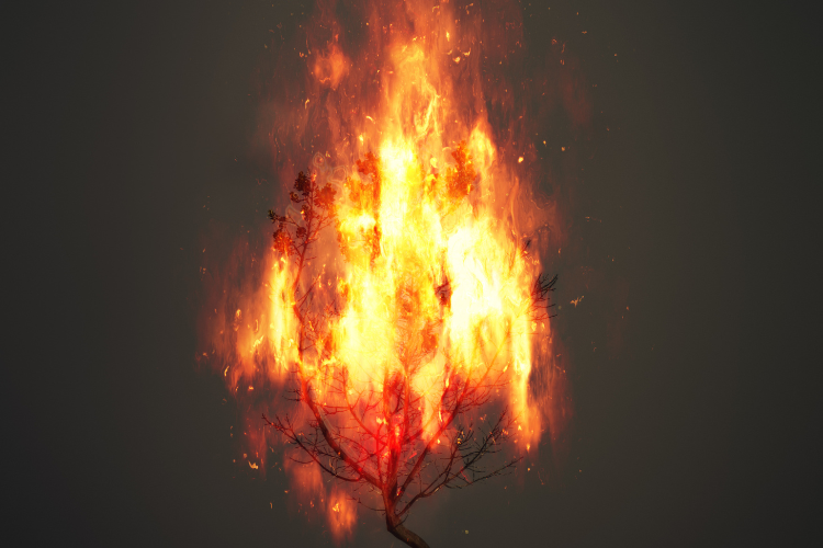 Burning Bush